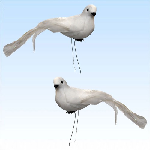 Weiße tauben mit - 2,